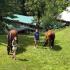 Blowing Rock Charity Horse Show